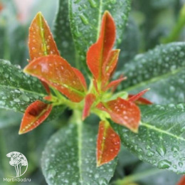 Лавровишня обыкновенная Бонапарт