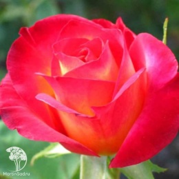Роза чайно-гибридная Люстиге
