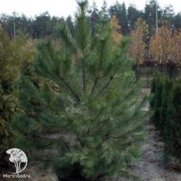 Сосна чёрная Pinus nigra