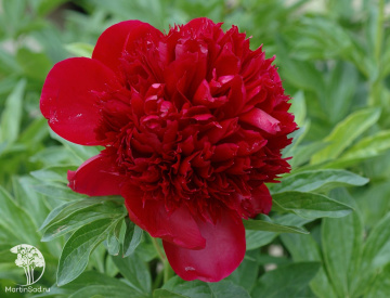 Фото Пион молочноцветковый Ред Спайдер