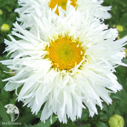 Нивяник махровый Крейзи Дейзи