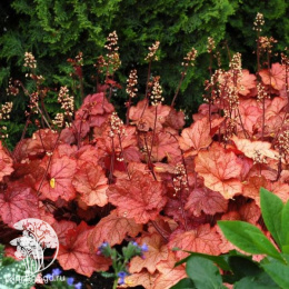 Сверхвыгодный микс! Гейхера Лайм Мармелад + Гейхера Джинджер Пич + Гейхера Лайм Раффлз