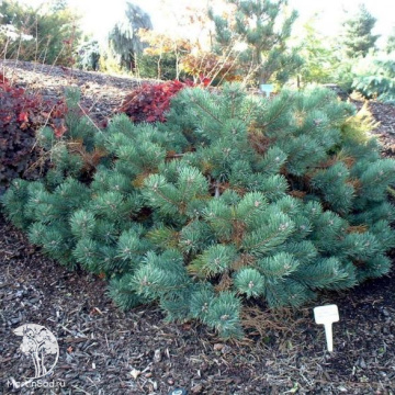 Фото Сосна обыкновенная Альбинс