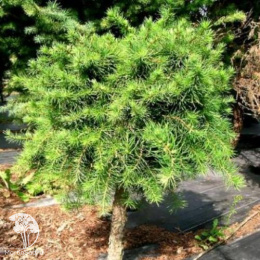 Лиственница европейская Литл Богл на штамбе