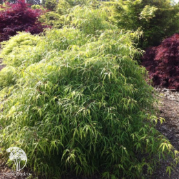 Бук лесной Мерседес