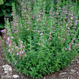 Дубравник обыкновенный