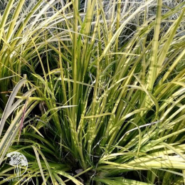 Молиния голубая Аха-Эрлебнис