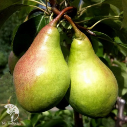 Груша Прибалтийская маслянистая