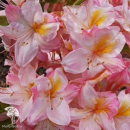 Азалия гибридная Сатоми