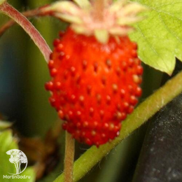 Земляника лесная ремонтантная Мигнонетте