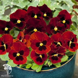 Фиалка (Виола) рогатая Совершенство рубиновая