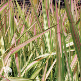 Фалярис тростниковый Стробери энд Крим