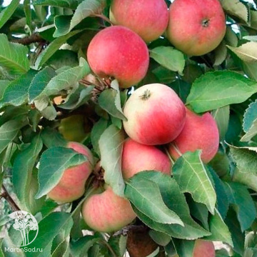 Фото Яблоня колоновидная Кумир