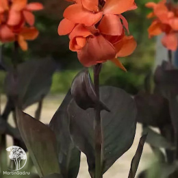 Канна Хеппи Джулия