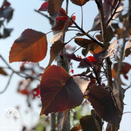 Тополь дельтовидный Фуего