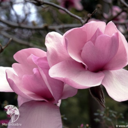 Магнолия Иоланта