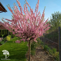 Миндаль трехлопастный на штамбе