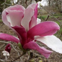 Магнолия Суланжа Пикча