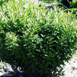 Бирючина обыкновенная Лодензе