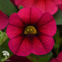 Калибрахоа Каблум F1 черри