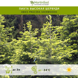 Пихта высокая Шервуди