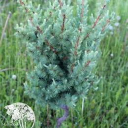 Лиственница американская Американ Пай на штамбе