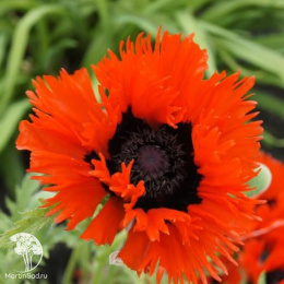 Мак восточный Кёрлилокс