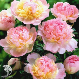 Пион молочноцветковый Расберри Сандей