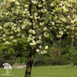 Магнолия заостренная