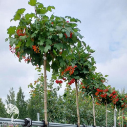 Калина обыкновенная Компактум на штамбе