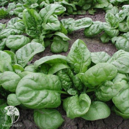 Шпинат Крепыш