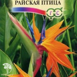 Стрелиция Райская Птица