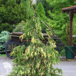Кипарисовик нутканский Ауреовариегата