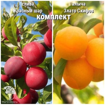 Фото Сверхвыгодный комплкт! Слива Красный шар колоновидная + опылитель алыча Злато Скифов