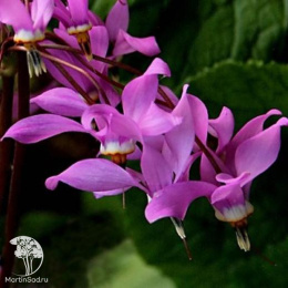 Додекатеон Джефри