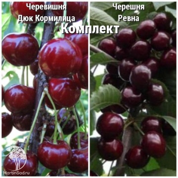 Фото Сверхвыгодный комплект! Черевишня Дюк Кормилица + опылитель черешня Ревна