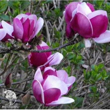 Фото Магнолия Камео на штамбе