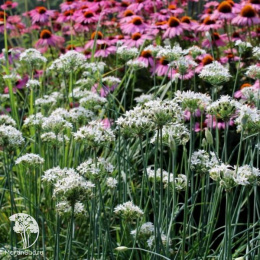 Лук душистый