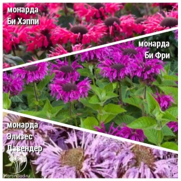 Фото Набор для ароматной грядки монарда Би-Хэппи + Би-Фри + Элизес Лавендер