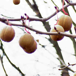 Давидия обёрточная Колумнар