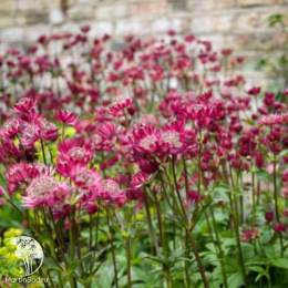 Астранция крупная Примадонна