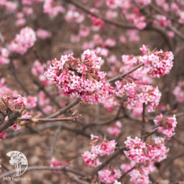 Калина Фаррера Десембер Дварф