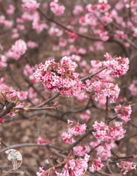 Фото Калина Фаррера Десембер Дварф
