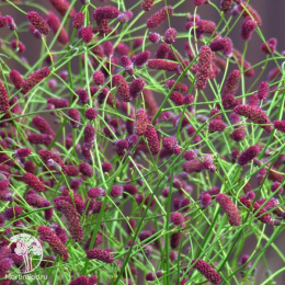 Кровохлебка тонколистная Розеа