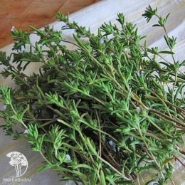 Чабер Горный - семена