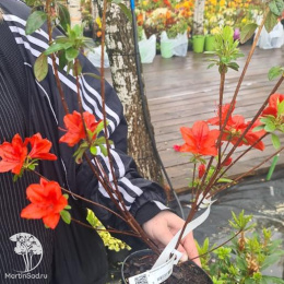 Рододендрон тупой