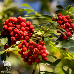 Рябина Сахарная Петрова