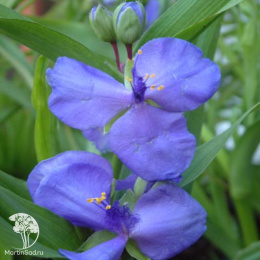 Традесканция Андерсона Блю