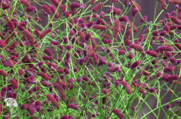 Фото Кровохлебка тонколистная Розеа