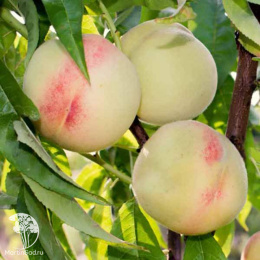 Персик Белый лебедь